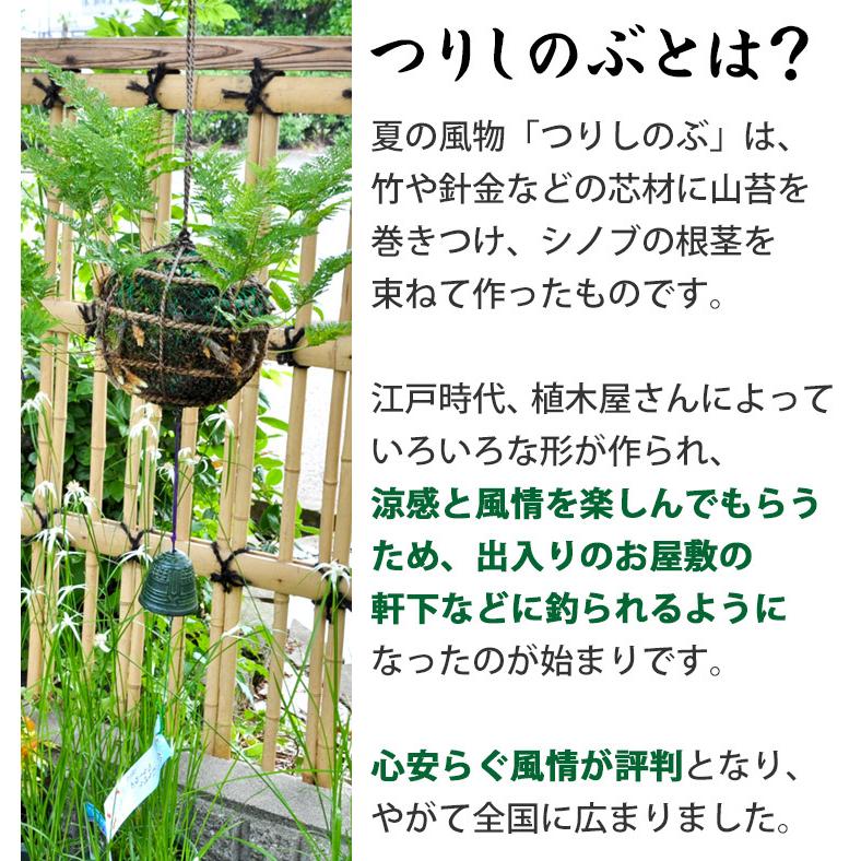 サマーギフト 夏 送料無料 日本の夏に涼を呼ぶ つりしのぶ玉仕立て 南部鉄器風鈴付 観葉植物 釣忍 風鈴 癒し フラワーギフト プレゼント Hosuh16 フラワーマーケット花由 通販 Yahoo ショッピング