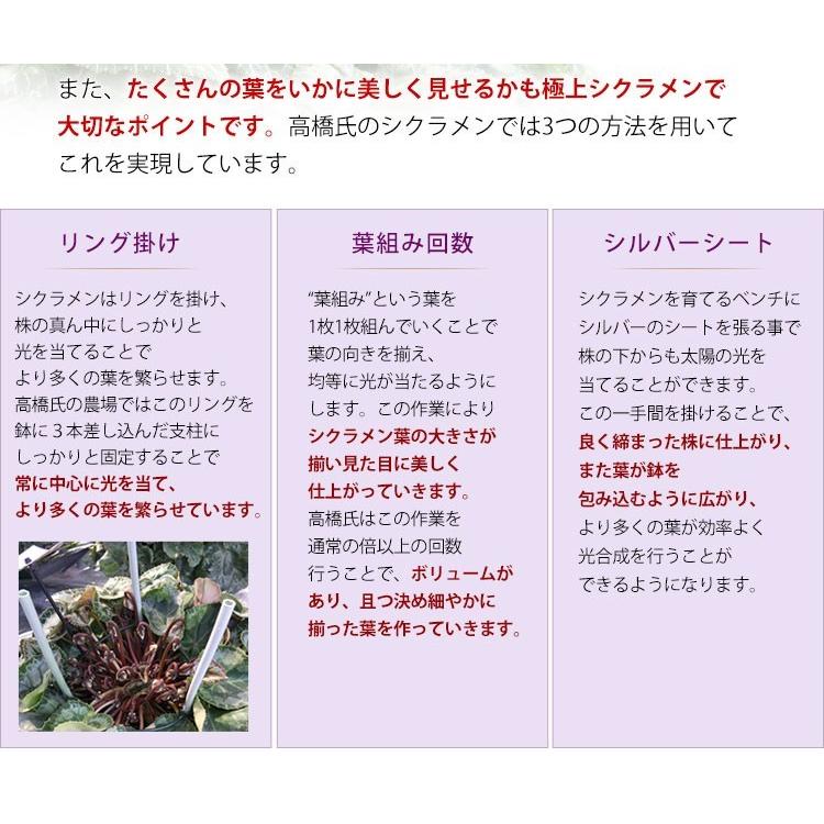 大栄花園 ブルーシクラメン 5号鉢 バスケット付 シクラメン プレゼント ギフト 花鉢 鉢花 鉢植え 冬 お歳暮 クリスマス 寒冷地は不可 How1704 フラワーマーケット花由 通販 Yahoo ショッピング