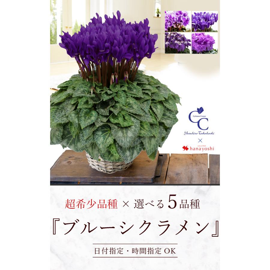 大栄花園 ブルーシクラメン 5号鉢 バスケット付 シクラメン プレゼント ギフト 花鉢 鉢花 鉢植え 冬 お歳暮 クリスマス 寒冷地は不可 How1704 フラワーマーケット花由 通販 Yahoo ショッピング