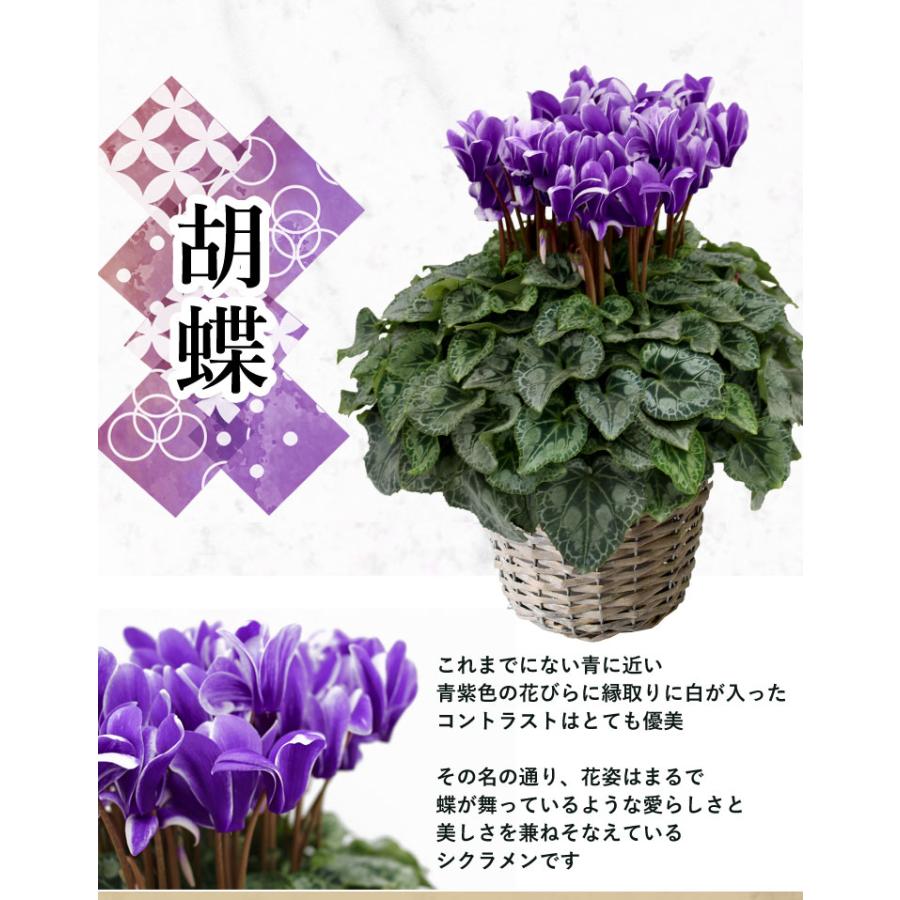 大栄花園 ブルーシクラメン 5号鉢 バスケット付 シクラメン プレゼント ギフト 花鉢 鉢花 鉢植え 冬 お歳暮 クリスマス 寒冷地は不可 How1704 フラワーマーケット花由 通販 Yahoo ショッピング