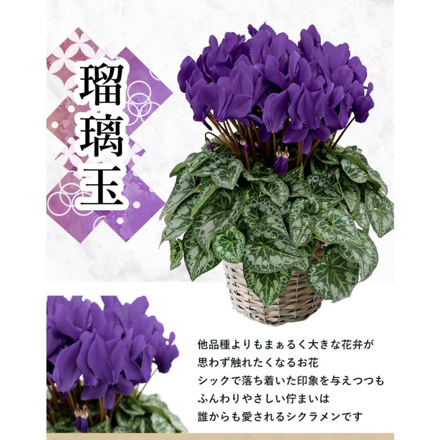 最新作通販 大栄花園 鉢植え 冬 お歳暮 クリスマス 寒冷地は不可 フラワーマーケット花由 通販 Paypayモール ブルーシクラメン 5号鉢 バスケット付 シクラメン プレゼント ギフト 花鉢 鉢花 新品安い Hualing Ge