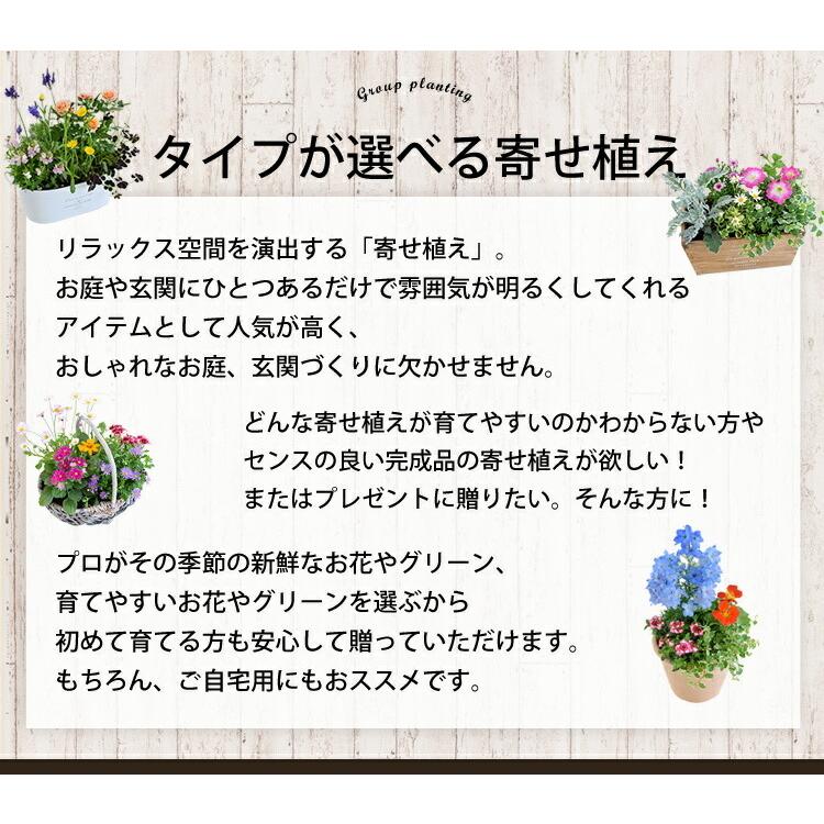 寄せ植え おしゃれ プランターが選べる 季節のおまかせカントリーガーデン 旬のお花をたっぷり 鉢植え お祝い 花 誕生日プレゼント クリスマス 贈り物 Hoy03 フラワーマーケット花由 通販 Yahoo ショッピング