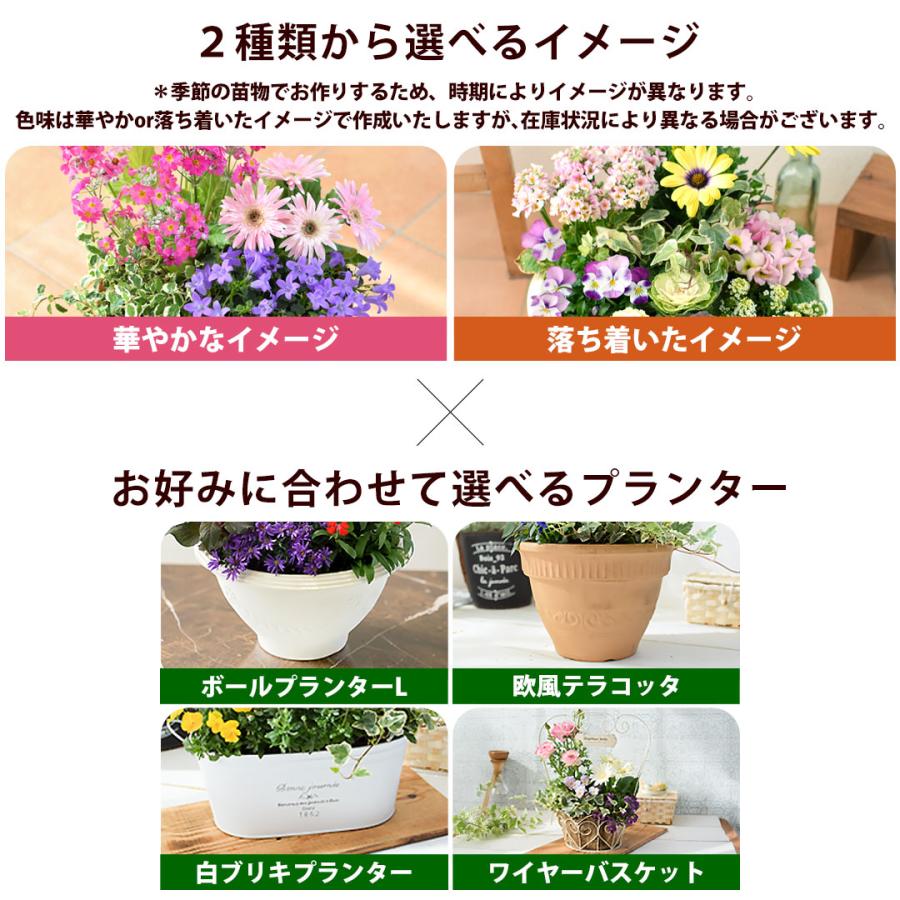 フラワーマーケット花由 プランターが選べる 季節の寄せ植え そのまま