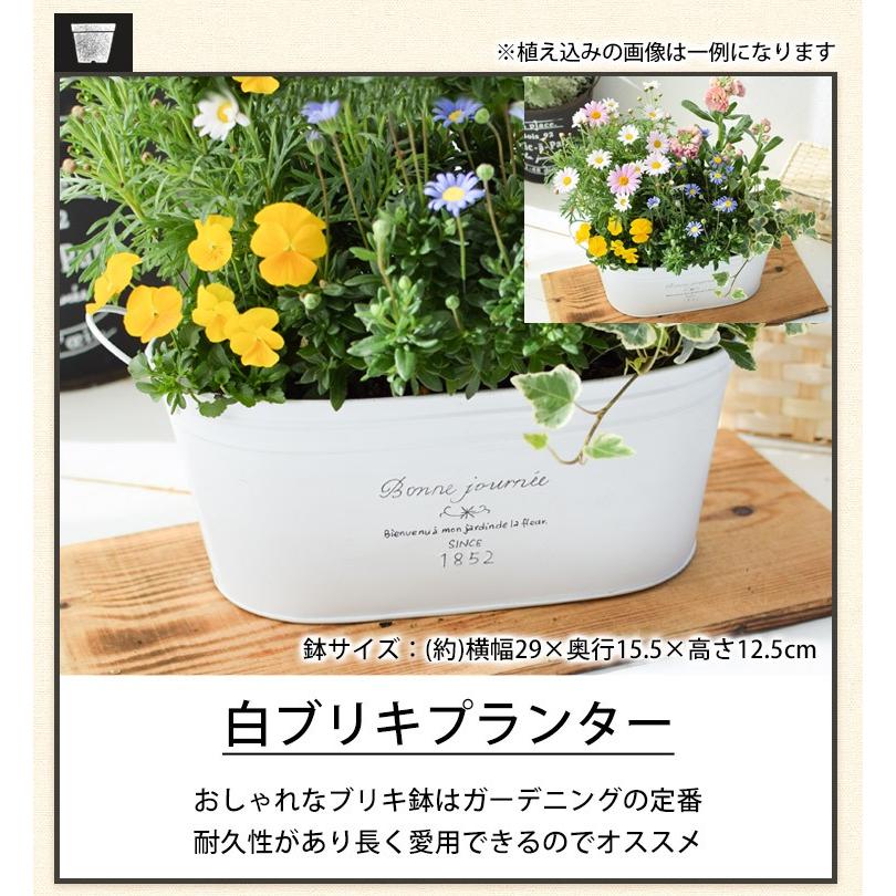 フラワーマーケット花由 プランターが選べる 季節のおまかせ寄せ植えM