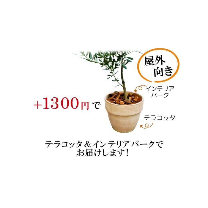 香川オリーブ6号専用 テラコッタ ※オリーブの木は別売りです ...