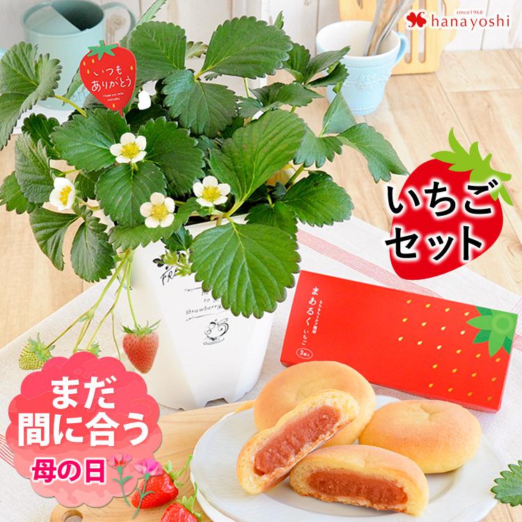 母の日 2022 贅沢いちご三昧 いちごとスイーツセット 母の日プレゼント ギフト 花とスイーツ お菓子 珍しい 花鉢 鉢花 苺 :mo20h007:フラワーマーケット花由 - 通販 - Yahoo!ショッピング 母の日 2022 贅沢いちご三昧 いちごとスイーツセット 母の日プレゼント ギフト 花とスイーツ お菓子 珍しい 花鉢 鉢花 苺 :mo20h007:フラワーマーケット花由 - 通販 - Yahoo!ショッピング