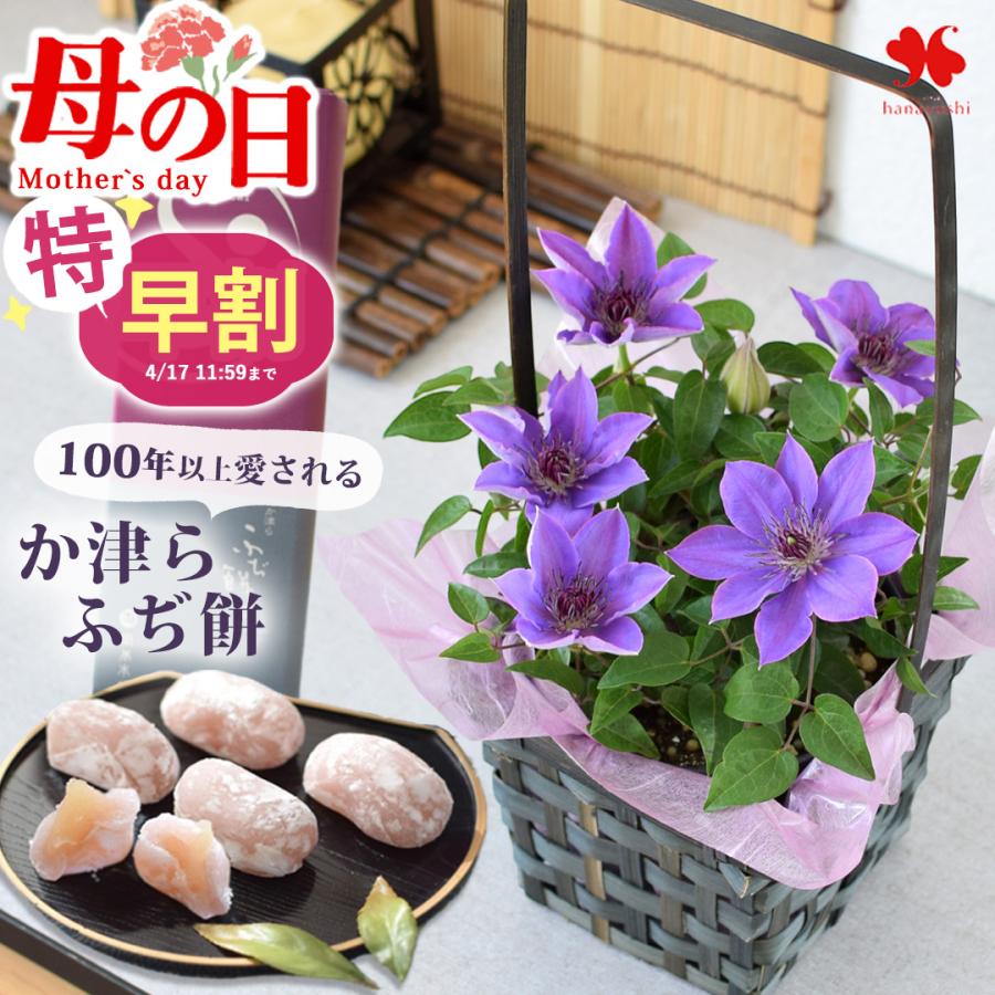 早割 敬老の日 21 ミディ胡蝶蘭とスイーツのセット 敬老の日限定 フラワーギフト 鉢植え 鉢花 花鉢 ギフト プレゼント