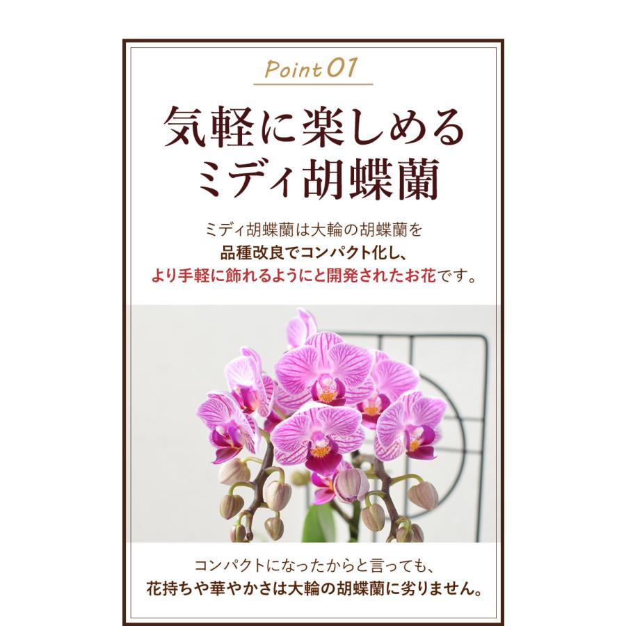 母の日 2024 プレゼント ギフト 花 送料無料 母の日限定 ミディ胡蝶蘭 マイヴィヴィアン ＆ 和菓子詰合せセット お菓子｜hanayoshi-y｜04