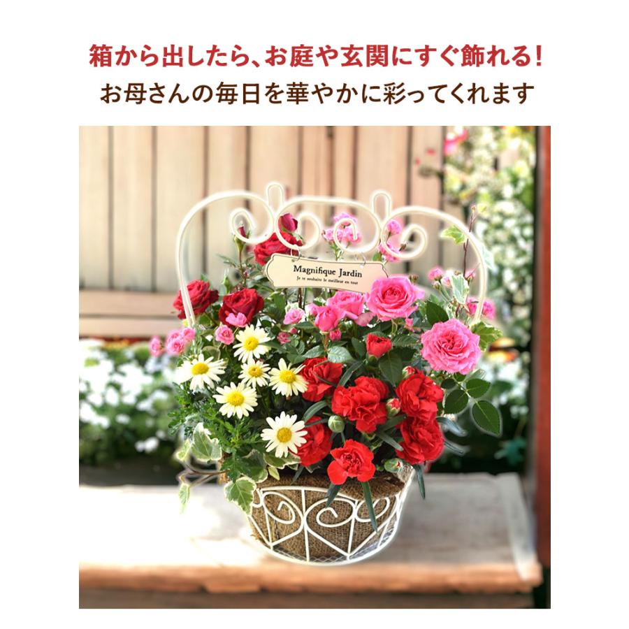 まだ間に合う ※一部地域を除く 母の日 2024 花 鉢植え ミニチュアローズ 寄せ植え inプレート付バスケット 花鉢 鉢花 プレゼント ギフト バラ ミニバラ｜hanayoshi-y｜13