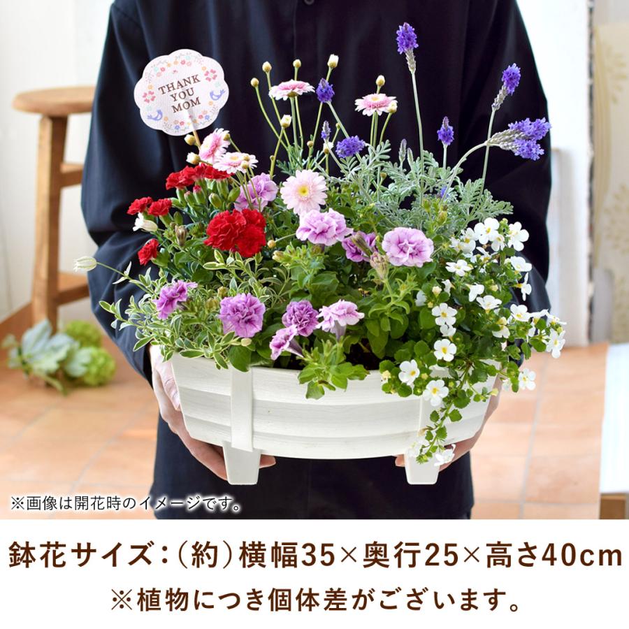フラワーマーケット花由 母の日 寄せ植え 2026 花 鉢植え ピック付