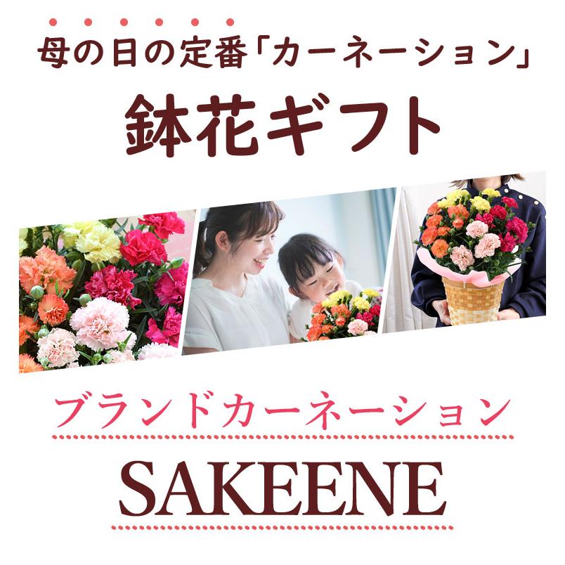 まだ間に合う ※一部地域を除く 母の日 鉢植え プレゼント 2024 花 ブランド 長持ち カーネーション SAKEENE（R)の4色植え サキーネ 5号鉢 in バスケット｜hanayoshi-y｜02