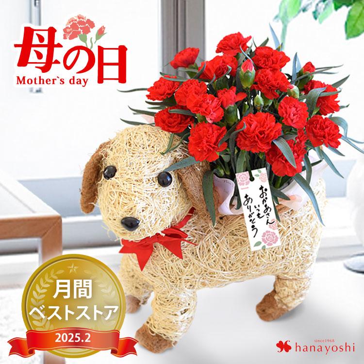 母の日 21 カーネーション の鉢植え In わんちゃんバスケット 花鉢 鉢花 フラワーバスケット 犬 ドッグ 花 フラワーギフト プレゼント 鉢植え ギフト フラワーマーケット花由 通販 Paypayモール