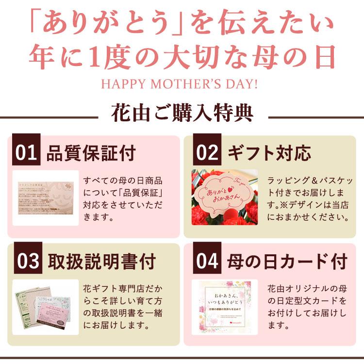 早割 母の日 鉢植え プレゼント 2024 送料無料 わんちゃんバスケット カーネーション 花鉢 犬 可愛い ドッグ アニマル 鉢花 母の日ギフトフラワーギフト 母 義母｜hanayoshi-y｜03