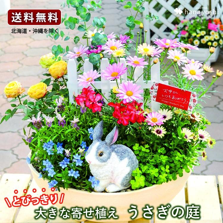 母の日限定の まるでお花畑 寄せ植え うさぎの庭 5 5 5 10の間にお届け フラワーマーケット花由 通販 Paypayモール