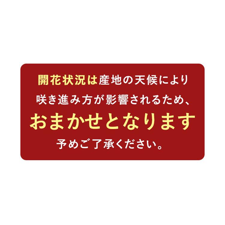 早割 母の日 鉢植え 花 プレゼント 2024 送料無料 マンデビラ混色プランター植え トレリス仕立て 花鉢 鉢花 5/7〜5/12の間にお届け｜hanayoshi-y｜08