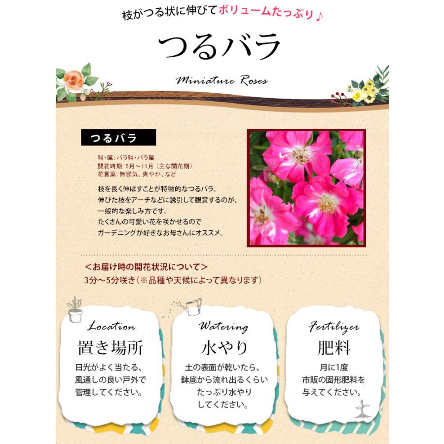 母の日 22 花 鉢植え つるバラ プリティハートリング ワンランク上 鉢植え ハートリング 花 鉢花 花鉢 母の日 プレゼント ギフト Mo59 フラワーマーケット花由 通販 Yahoo ショッピング