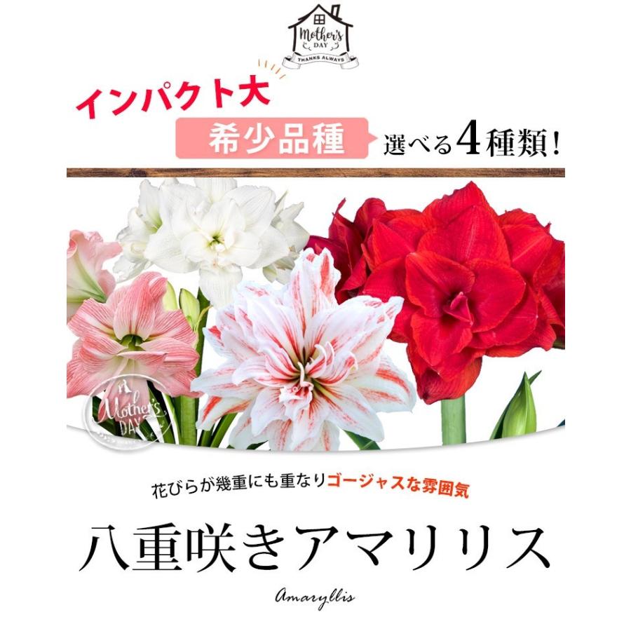 母の日 ギフト 花 母の日プレゼント 希少品種 八重咲き アマリリス 鉢植え ランキング 花鉢 鉢花 フラワーマーケット花由 通販 Paypayモール