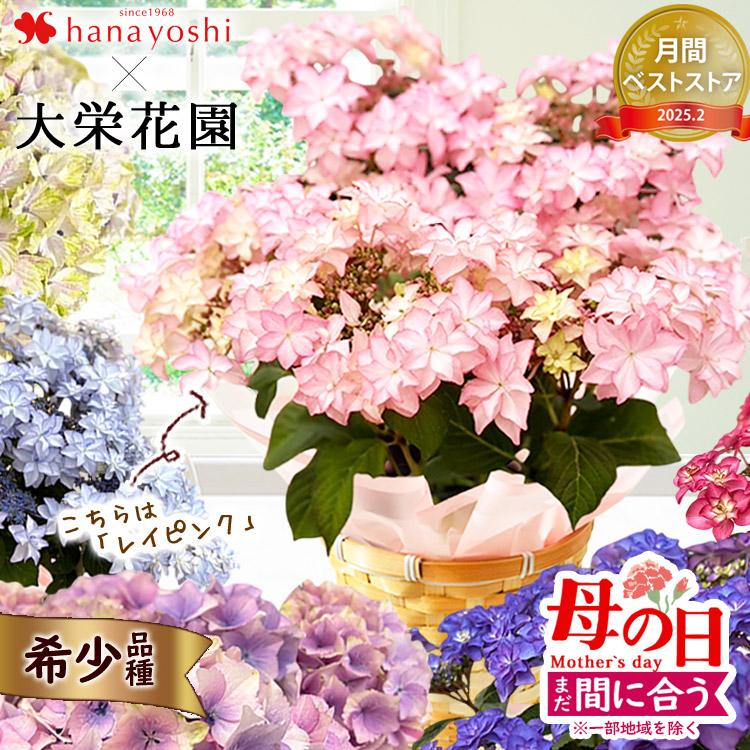 早割 母の日 22 希少品種 大栄花園さんの あじさい ５号 Inバスケット 鉢植え 花 プレゼント ギフト アジサイ 紫陽花 鉢 鉢花 花鉢 フラワーマーケット花由 通販 Paypayモール