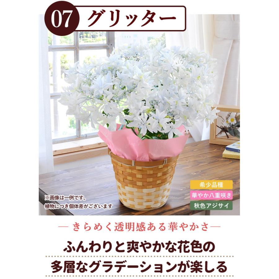 まだ間に合う ※一部地域を除く 母の日 花 鉢植え あじさい 2024 希少品種 大栄花園さんの アジサイ ５号  珍しい プレゼント ギフト  紫陽花 鉢 鉢花 花鉢｜hanayoshi-y｜17