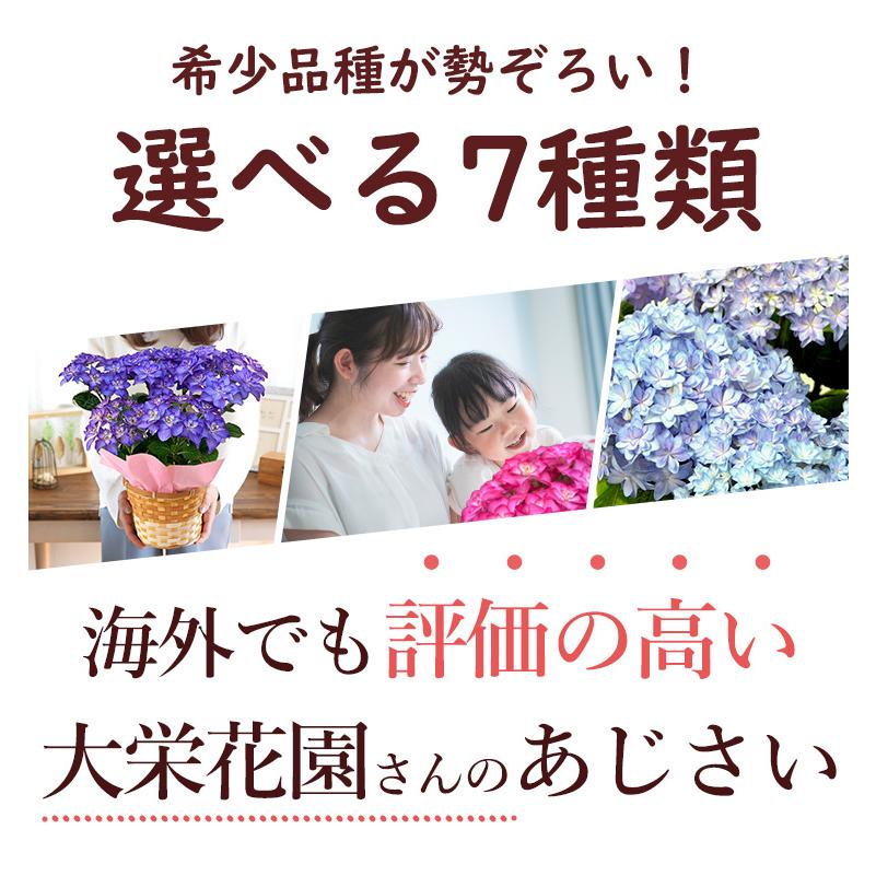 まだ間に合う ※一部地域を除く 母の日 花 鉢植え あじさい 2024 希少品種 大栄花園さんの アジサイ ５号  珍しい プレゼント ギフト  紫陽花 鉢 鉢花 花鉢｜hanayoshi-y｜04