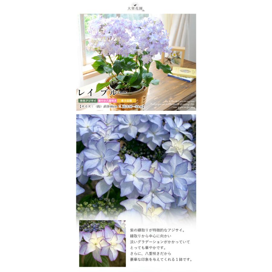 母の日 22 希少品種 大栄花園さんの あじさい ５号 Inバスケット 鉢植え 花 プレゼント ギフト アジサイ 紫陽花 鉢 鉢花 花鉢 Mo61 フラワーマーケット花由 通販 Yahoo ショッピング