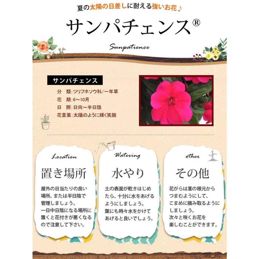 すべての美しい花の画像 最高サンパチェンス 花 言葉