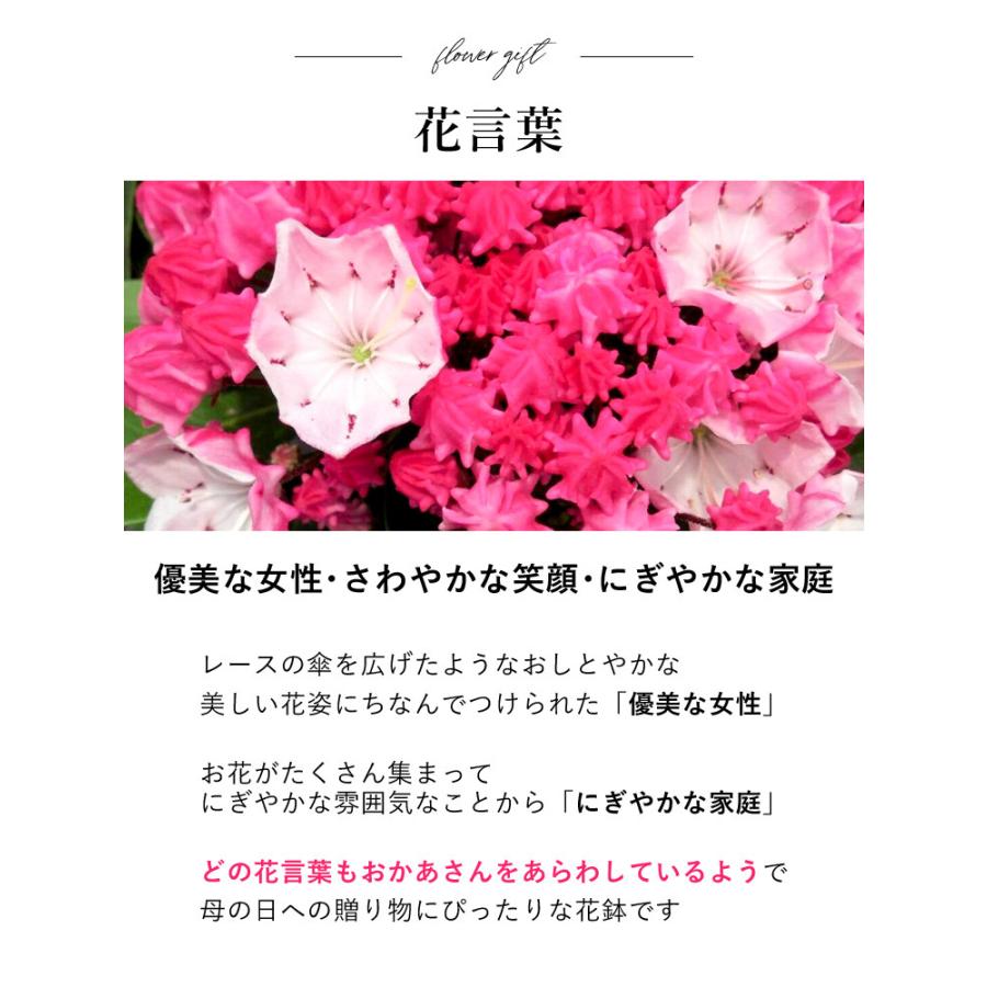 母の日 22 花鉢 プレゼント カルミア バスケット入り ピンク系で品種おまかせ つぼみの状態でお届け 母の日ギフト 花 鉢植え 鉢花 Mo66h フラワーマーケット花由 通販 Yahoo ショッピング