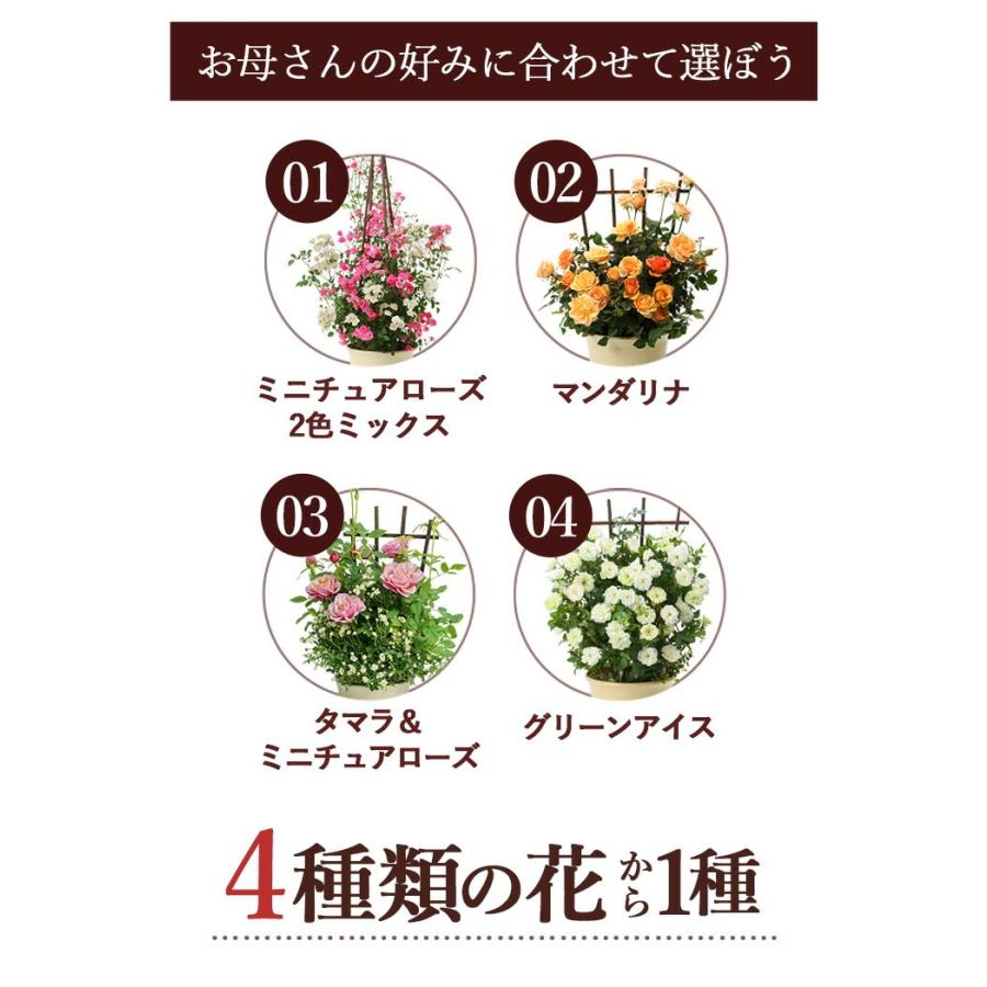 フラワーマーケット花由 母の日 花 2026 鉢植え 母の日ギフト