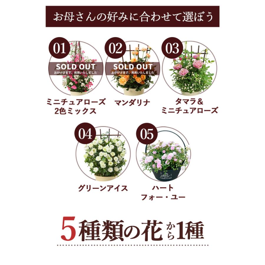 まだ間に合う 母の日 2024 花 プレゼント ギフト 母の日限定 5種類から選べるミニバラ バラ 四季咲き 鉢植え 花鉢 鉢花 ミニチュアローズ コルデス社｜hanayoshi-y｜03