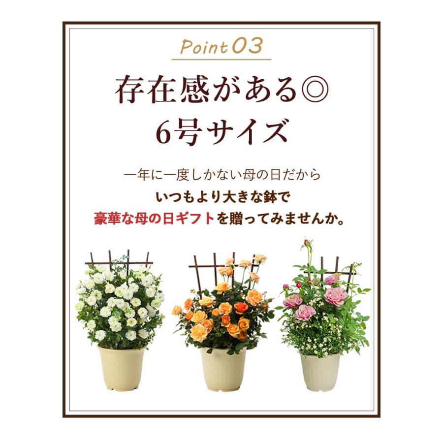 早割 母の日 2024 花 プレゼント ギフト 母の日限定 5種類から選べるミニバラ バラ 四季咲き 鉢植え 花鉢 鉢花 ミニチュアローズ コルデス社｜hanayoshi-y｜06