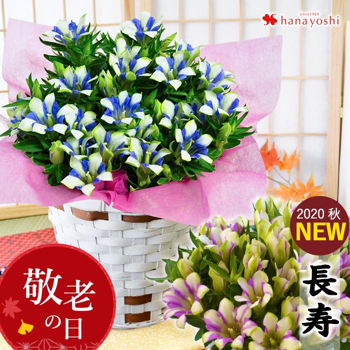 敬老の日 プレゼント 花 秋のお花りんどうの鉢植え 白寿か長寿から選べます 5号鉢 リンドウ 花鉢 鉢花 フラワーマーケット花由 通販 Paypayモール
