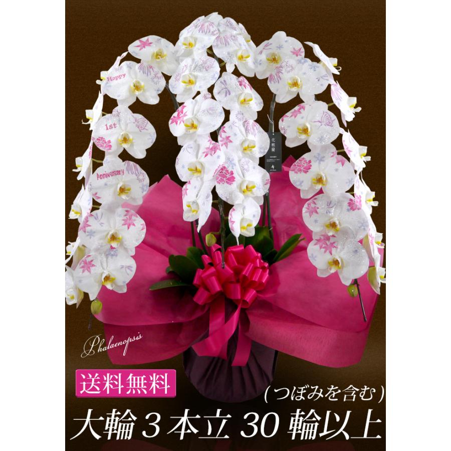 化粧蘭 ケショウラン コチョウラン洋蘭＜大輪・3本立ち＞30輪以上