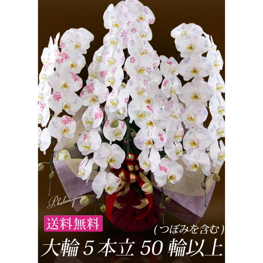 化粧蘭 ケショウラン コチョウラン 洋蘭＜大輪・5本立ち＞50輪前後