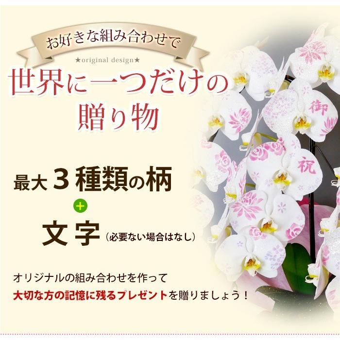 ミディ化粧蘭 ケショウラン コチョウラン 洋蘭＜3本立ち＞18輪以上