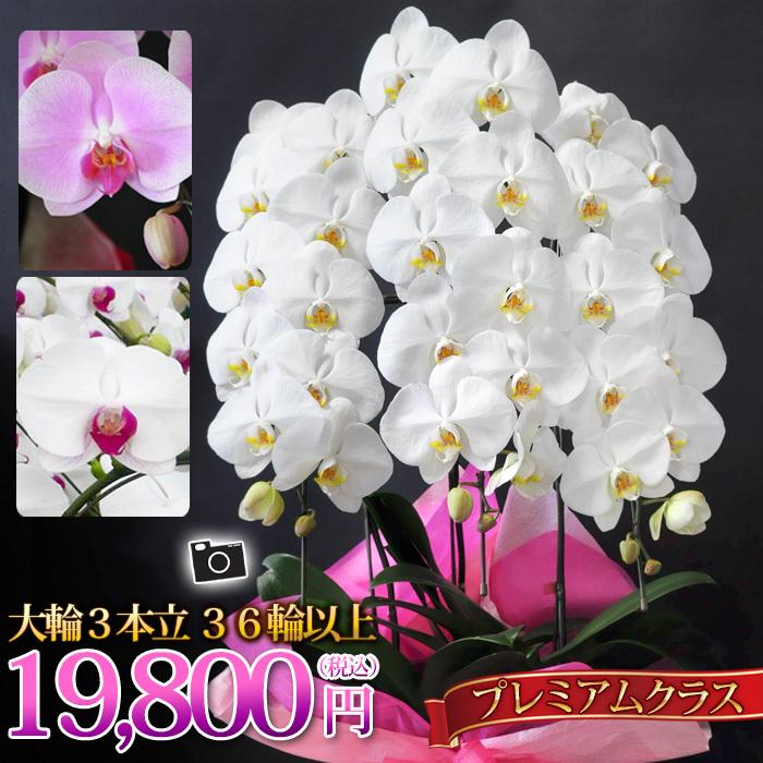 最新情報 胡蝶蘭 産地直送 ヒカルオーキッドさんの コチョウラン 洋蘭 大輪 ３本立 36輪以上プレミアムクラス ギフト 開業祝い 安い購入 Cloud Mydl Fr