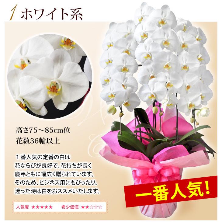 胡蝶蘭 産地直送 ヒカルオーキッドさんの コチョウラン 洋蘭 大輪 ３本立 36輪以上プレミアムクラス ギフト 開店祝い 開業祝い フラワーマーケット花由 通販 Paypayモール