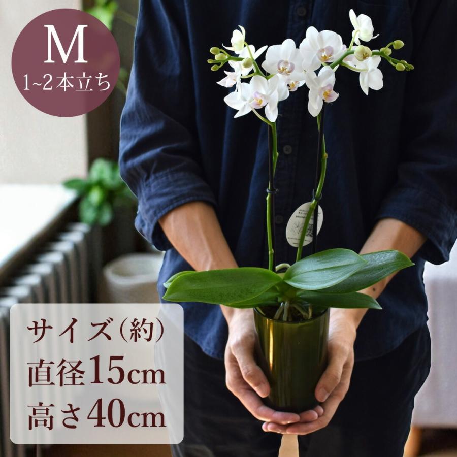 ranto です 産地直送 椎名洋ラン園さんの 花色と器の色が選べる 土が