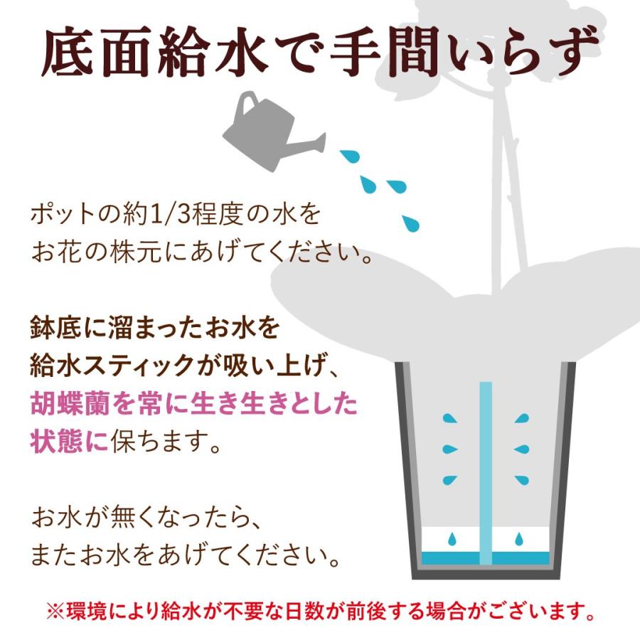 フラワーマーケット花由 産地直送 椎名洋ラン園さんの 土がいらない ミディ胡蝶蘭 コチョウラン 「ranto」 Mサイズ 器の色が選べる 胡蝶 ...