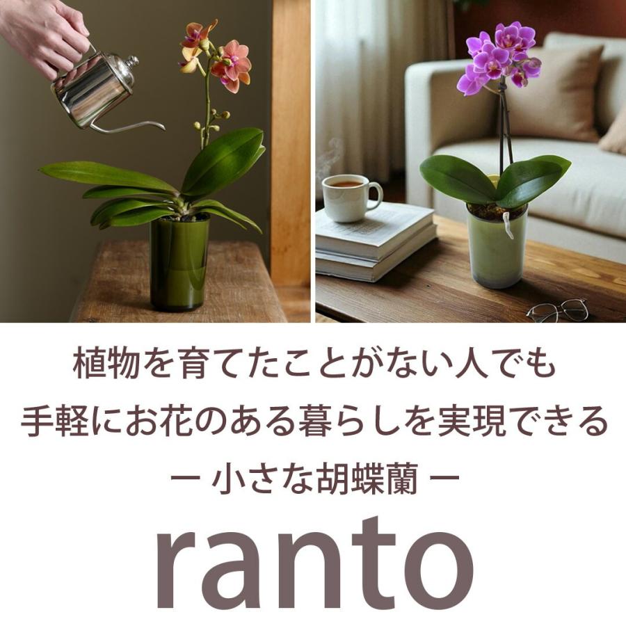 ☆花☆ 産地直送 椎名洋ラン園さんの 花色と器の色が選べる 土が