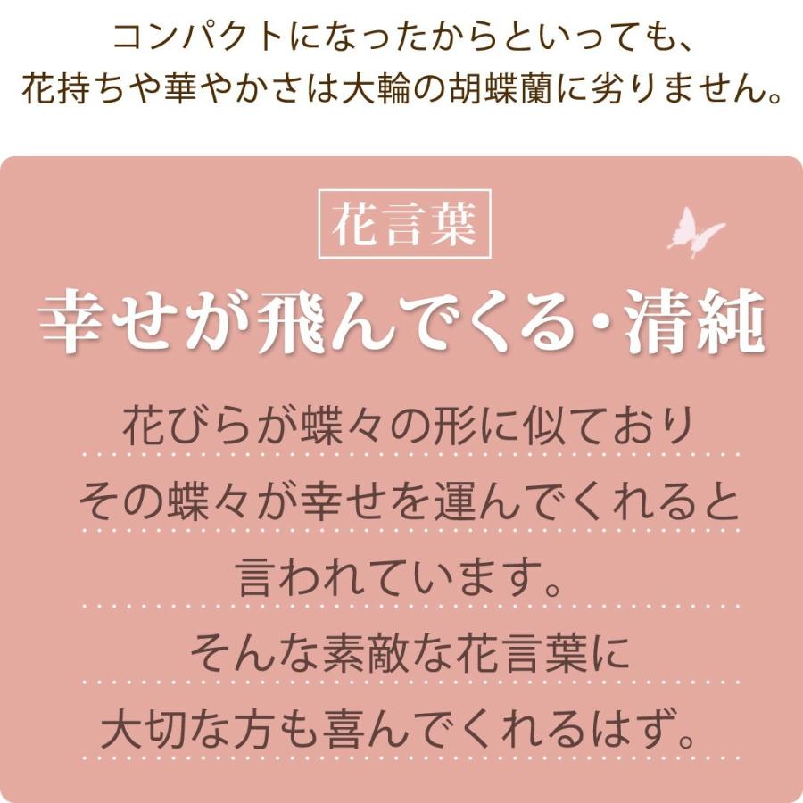 フラワーマーケット花由 産地直送 椎名洋ラン園さんの 土がいらない