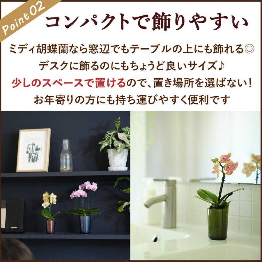 フラワーマーケット花由 産地直送 椎名洋ラン園さんの 土がいらない ミディ胡蝶蘭 コチョウラン 「ranto」 Mサイズ 器の色が選べる 胡蝶 ...