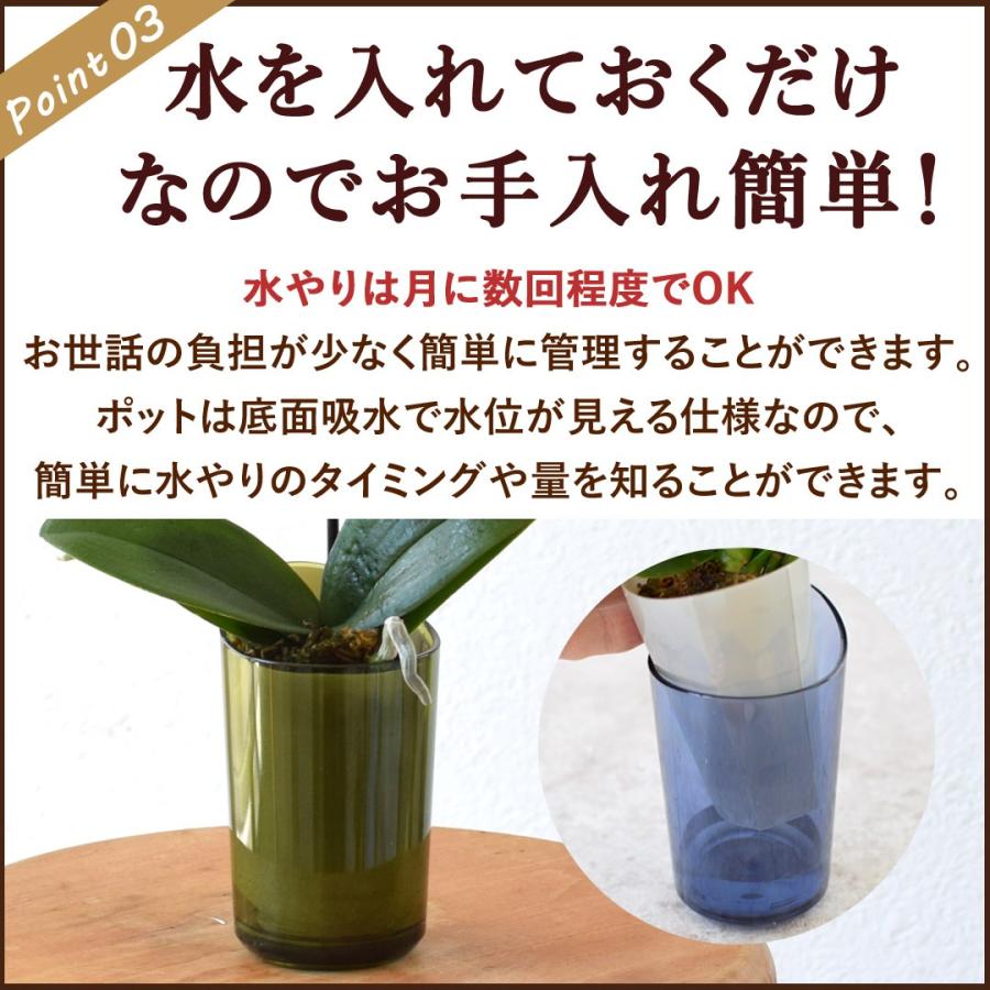 フラワーマーケット花由 産地直送 椎名洋ラン園さんの 土がいらない