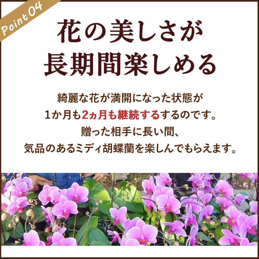 フラワーマーケット花由 産地直送 椎名洋ラン園さんの 土がいらない ミディ胡蝶蘭 コチョウラン 「ranto」 Mサイズ 器の色が選べる 胡蝶 ...