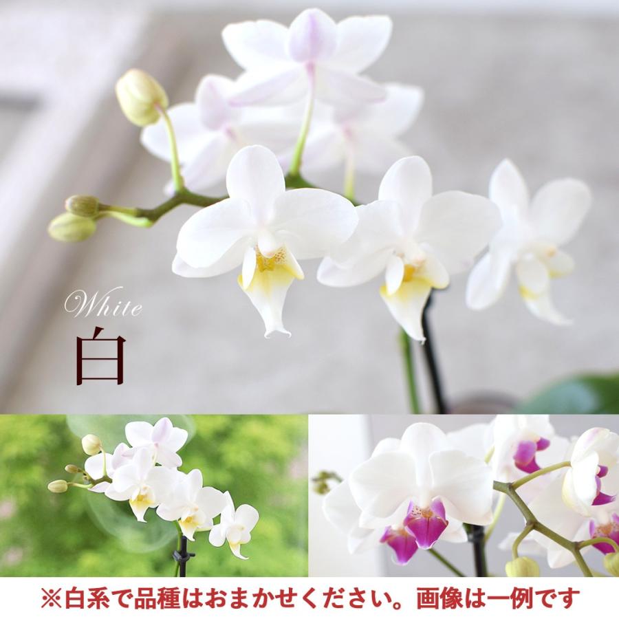 フラワーマーケット花由 産地直送 椎名洋ラン園さんの 土がいらない