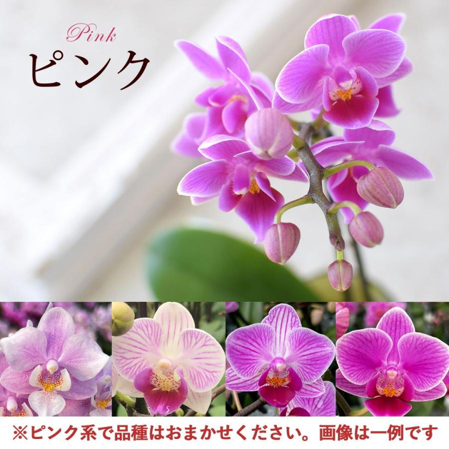フラワーマーケット花由 産地直送 椎名洋ラン園さんの 土がいらない