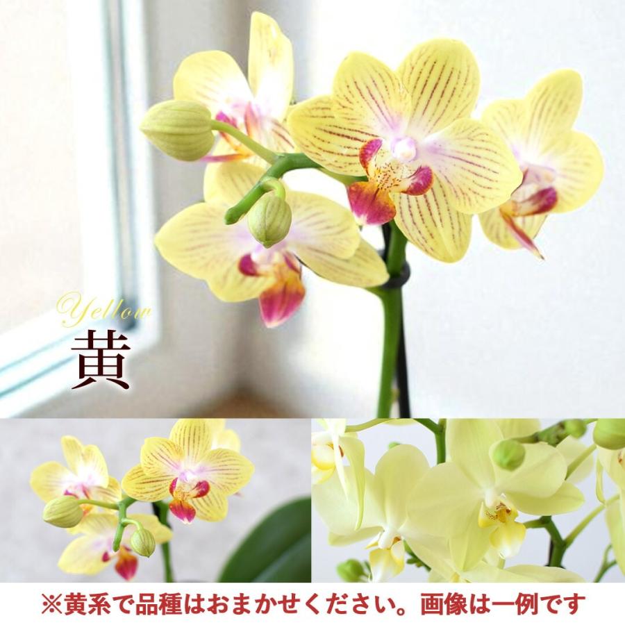 フラワーマーケット花由 産地直送 椎名洋ラン園さんの 土がいらない