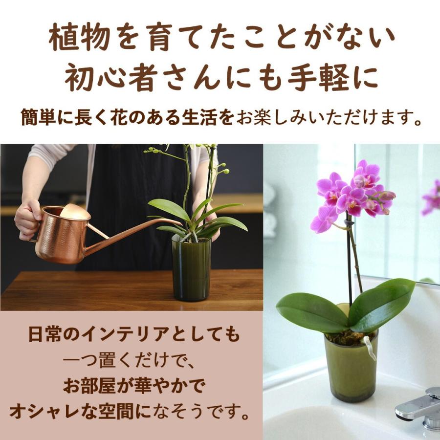 フラワーマーケット花由 産地直送 椎名洋ラン園さんの 土がいらない