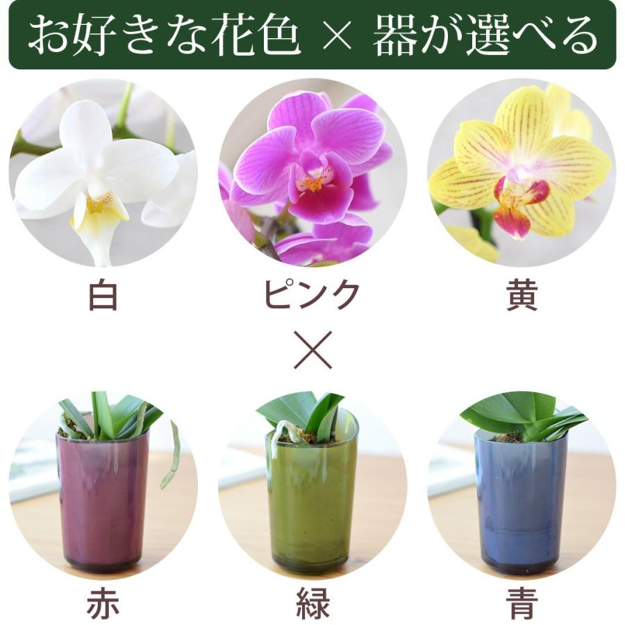 フラワーマーケット花由 産地直送 椎名洋ラン園さんの 土がいらない
