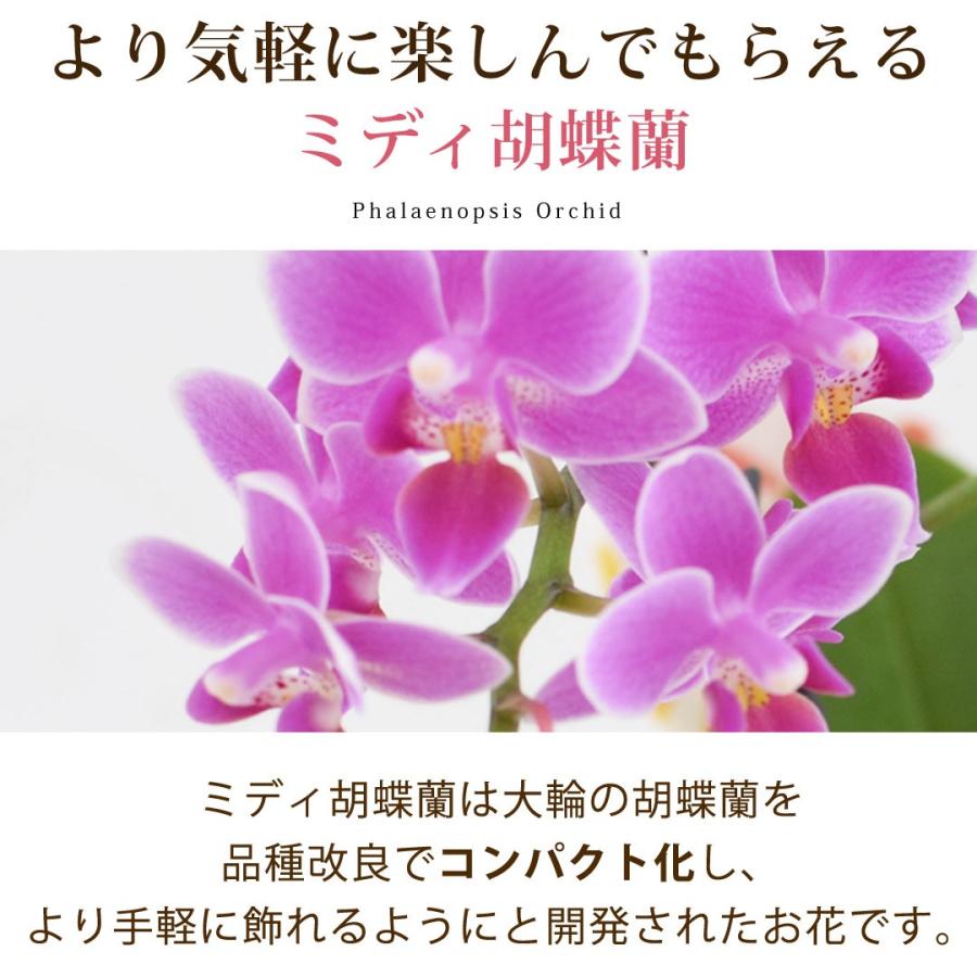 フラワーマーケット花由 産地直送 椎名洋ラン園さんの 土がいらない
