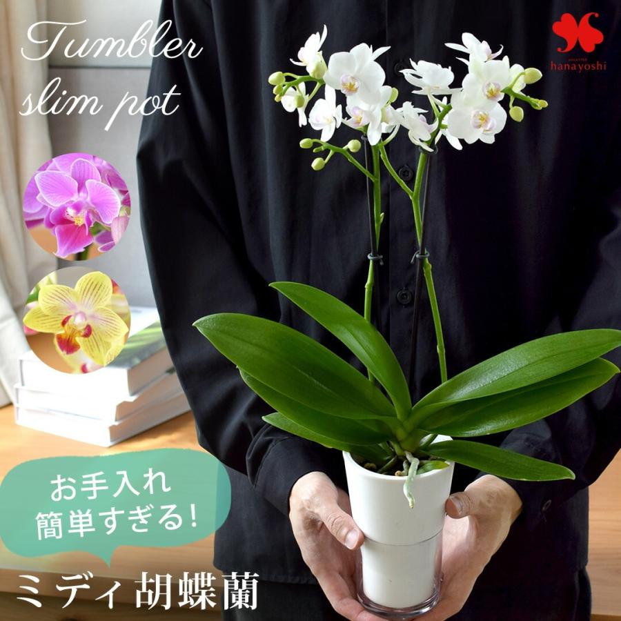 フラワーマーケット花由 産地直送 椎名洋ラン園さんの お手入れ簡単
